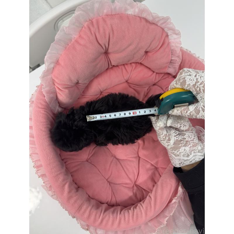 販売中の山梨県のミックス犬-430998の6枚目