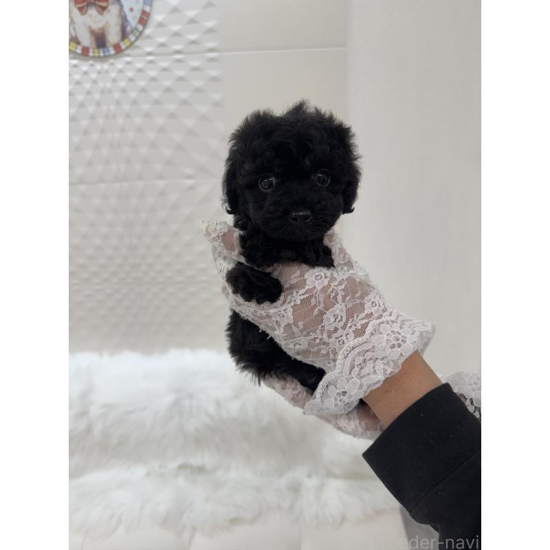 販売中の山梨県のミックス犬-430998の5枚目