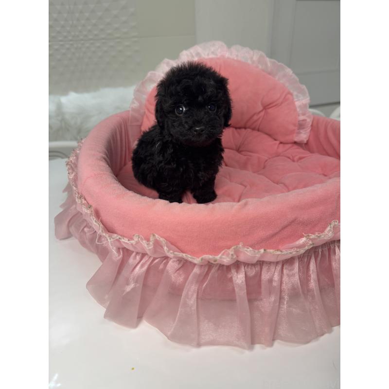 販売中の山梨県のミックス犬-430998の4枚目