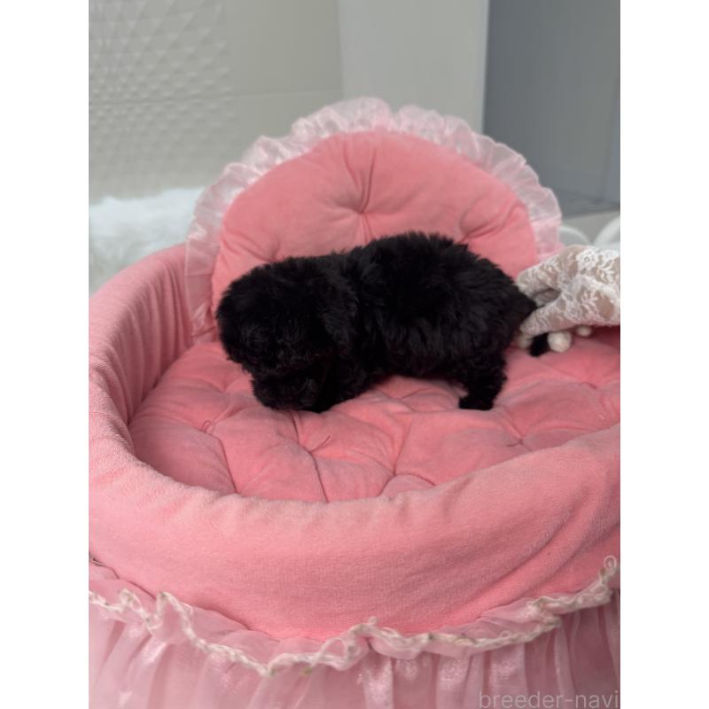 販売中の山梨県のミックス犬-430998の3枚目