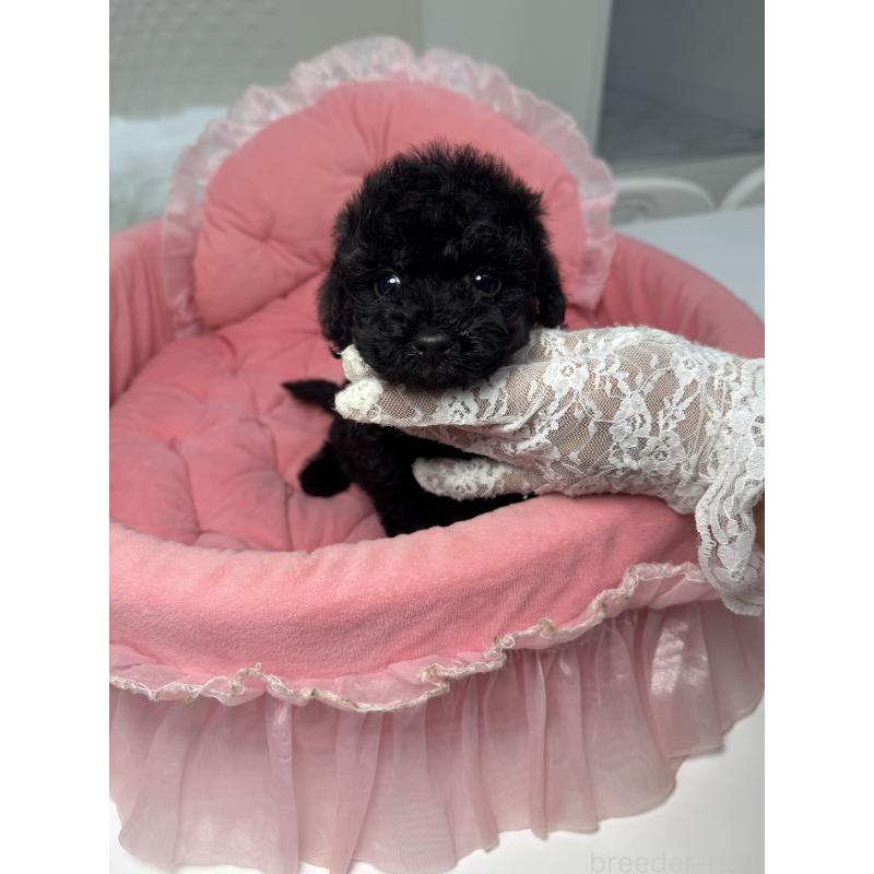 販売中の山梨県のミックス犬-430998の2枚目