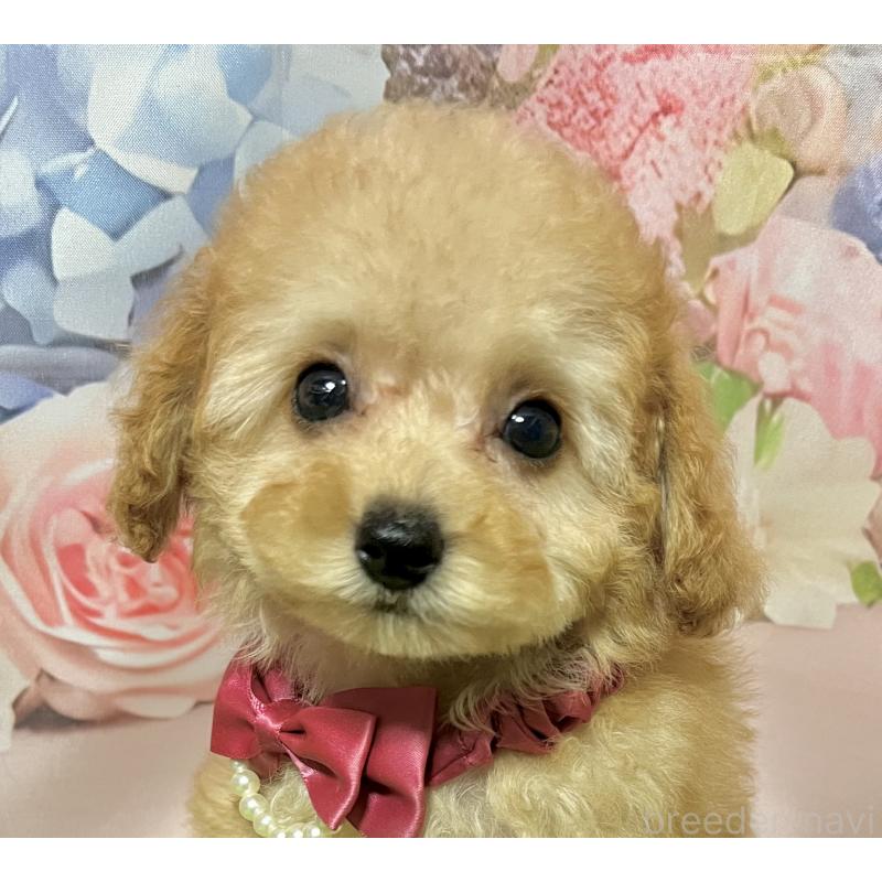 販売中の岡山県のタイニープードル-430999の8枚目