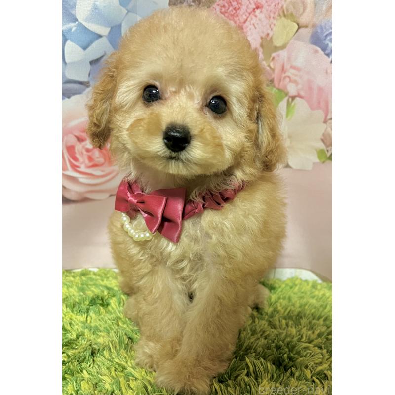 販売中の岡山県のタイニープードル-430999の7枚目