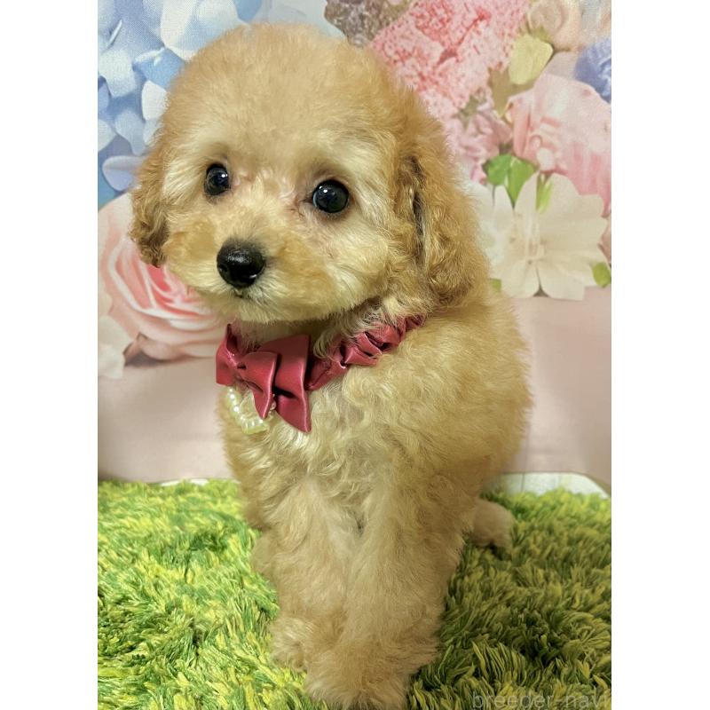 販売中の岡山県のタイニープードル-430999の6枚目