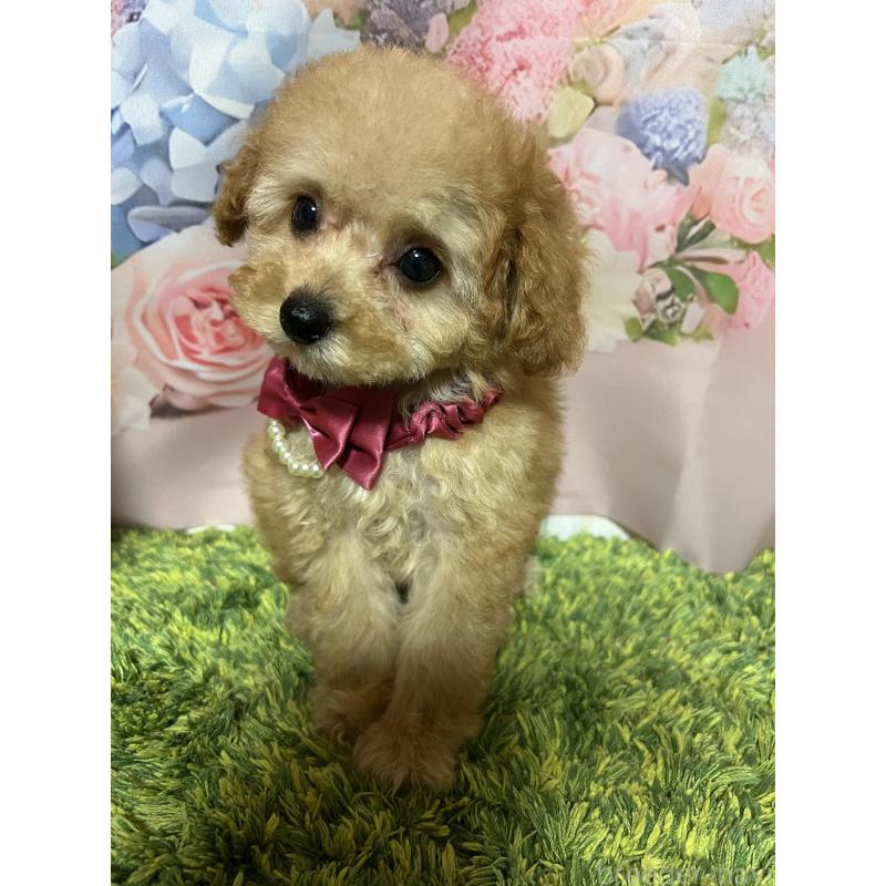 販売中の岡山県のタイニープードル-430999の5枚目