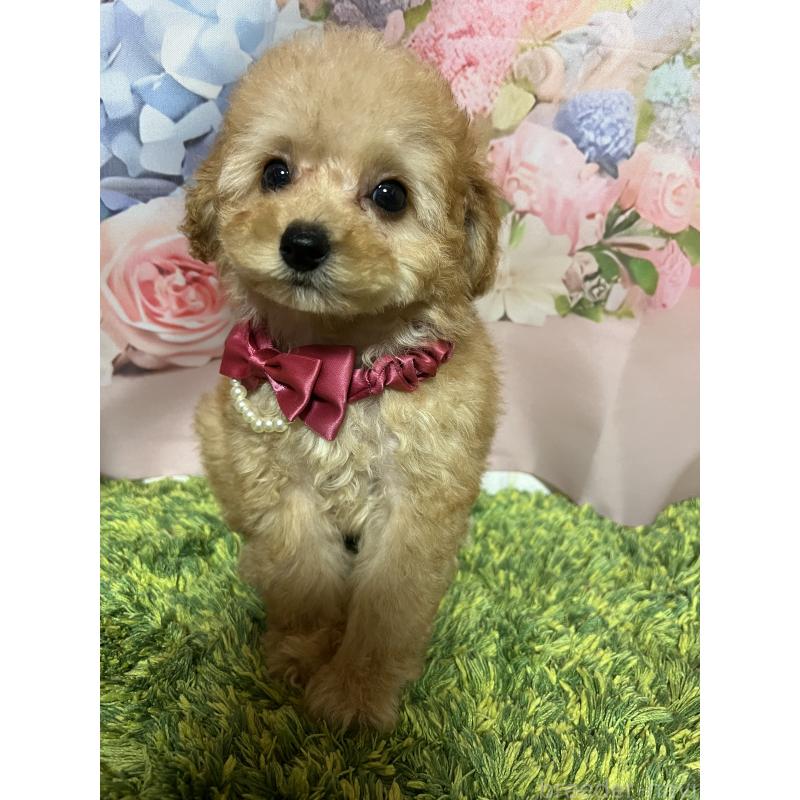 販売中の岡山県のタイニープードル-430999の4枚目