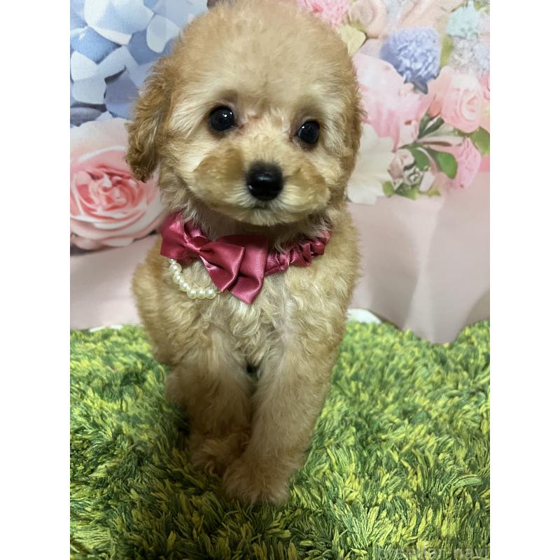 販売中の岡山県のタイニープードル-430999の3枚目