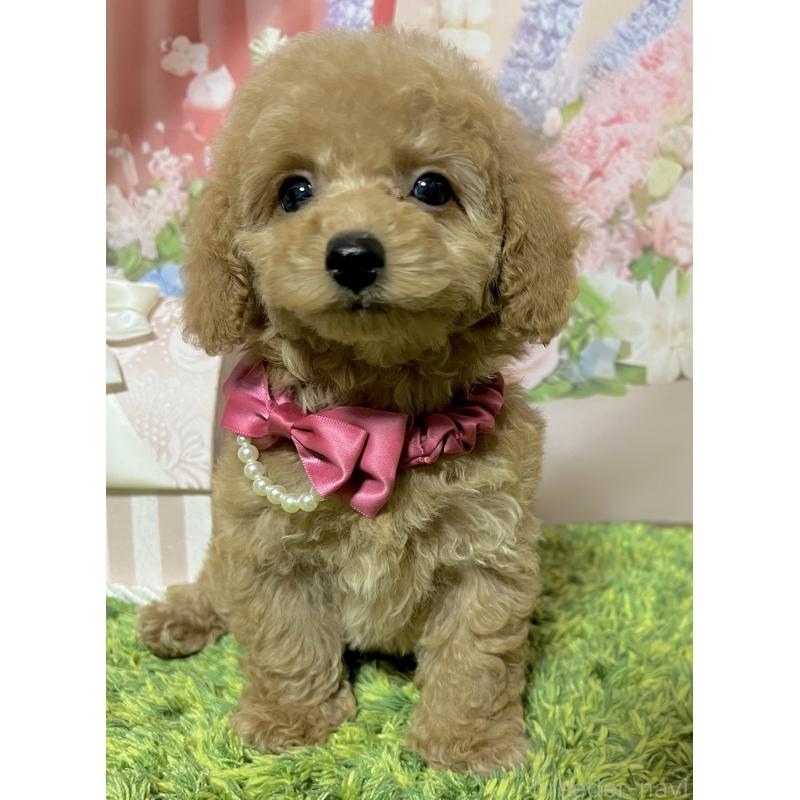 販売中の岡山県のタイニープードル-431000の8枚目