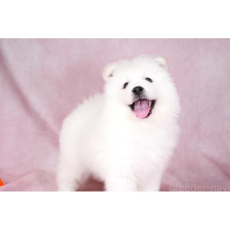 成約済の群馬県のサモエド-428643の11枚目