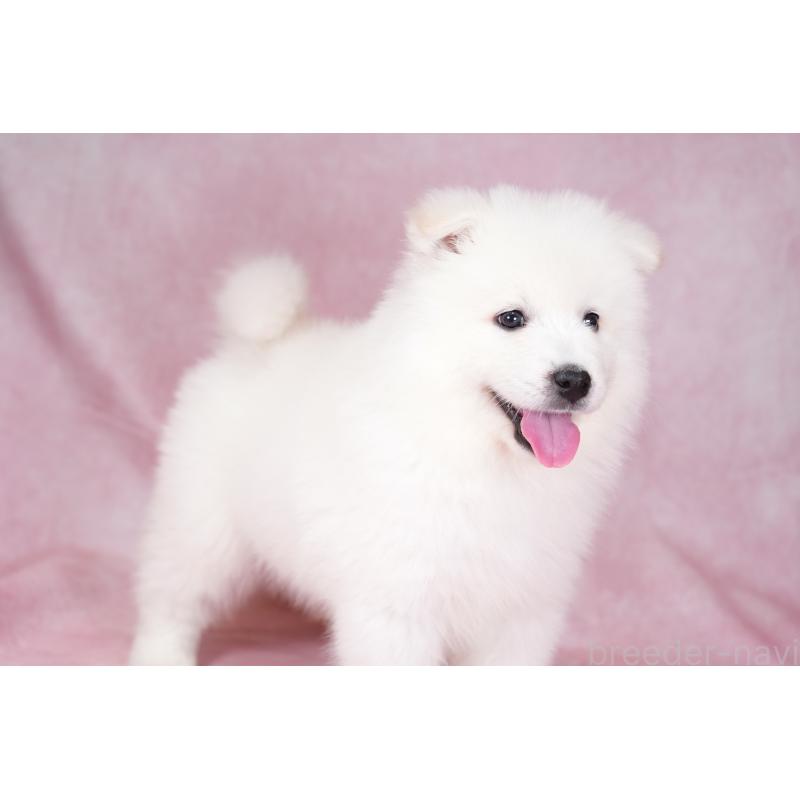 成約済の群馬県のサモエド-428643の10枚目