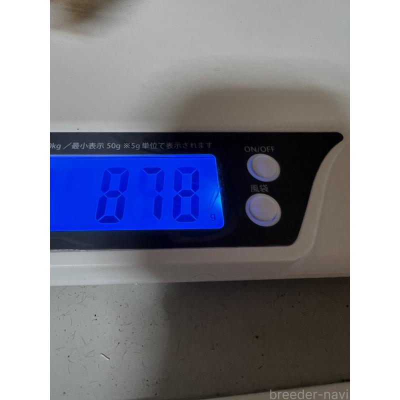 販売中の岡山県のタイニープードル-431000の3枚目