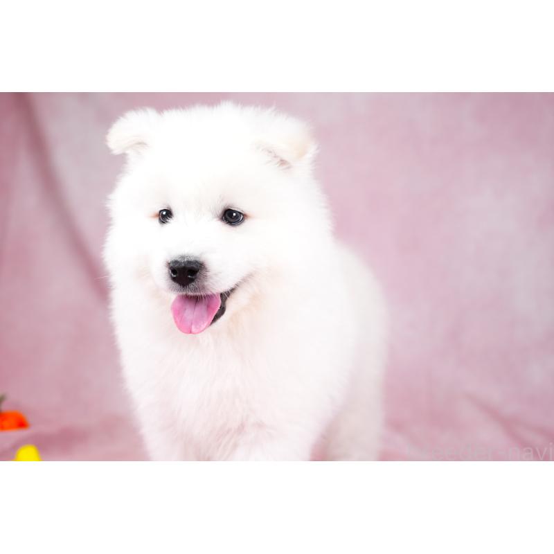 成約済の群馬県のサモエド-428643の8枚目