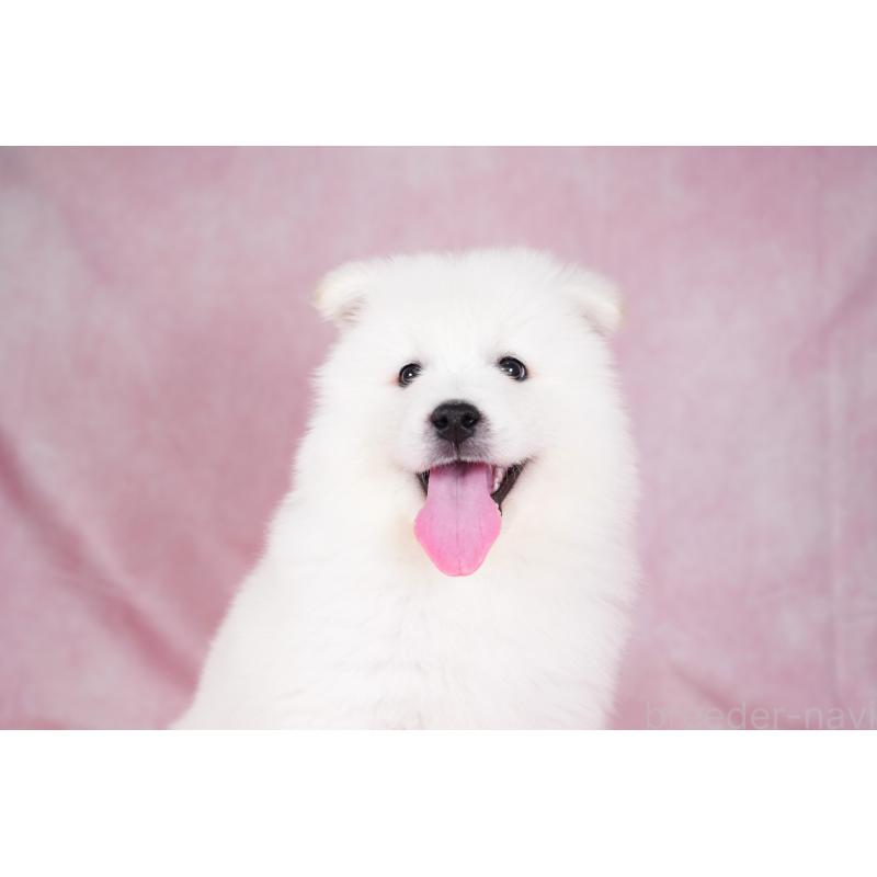 成約済の群馬県のサモエド-428643の7枚目