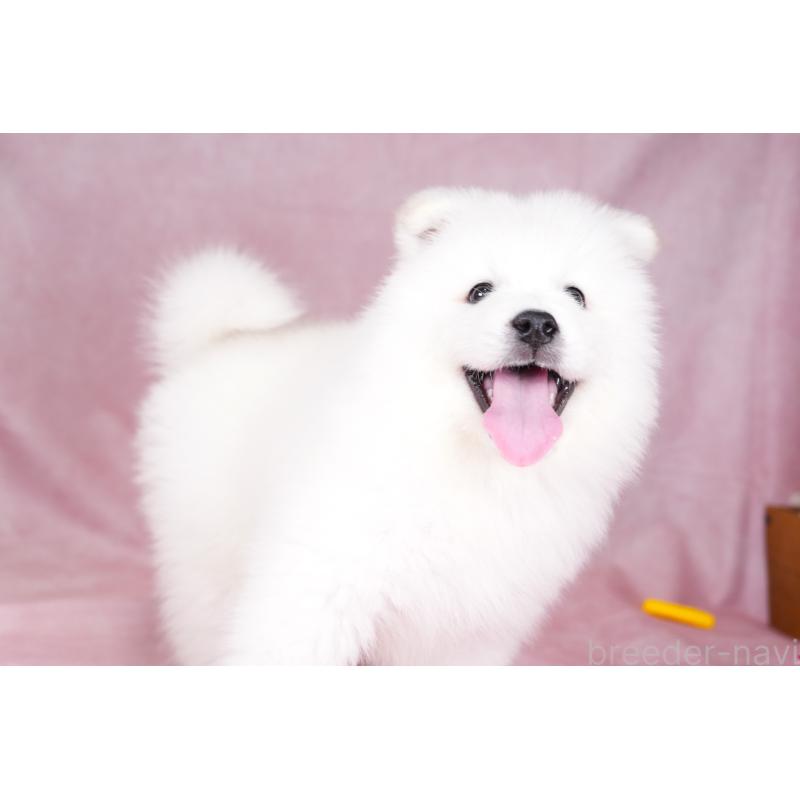 成約済の群馬県のサモエド-428643の6枚目