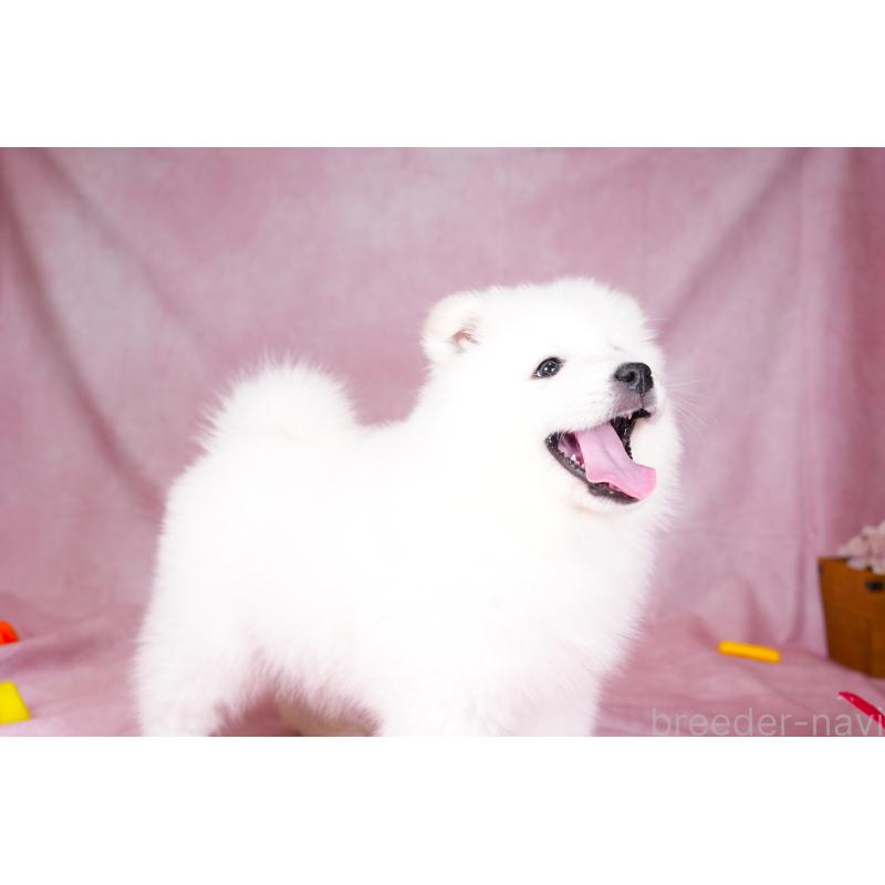 成約済の群馬県のサモエド-428643の5枚目