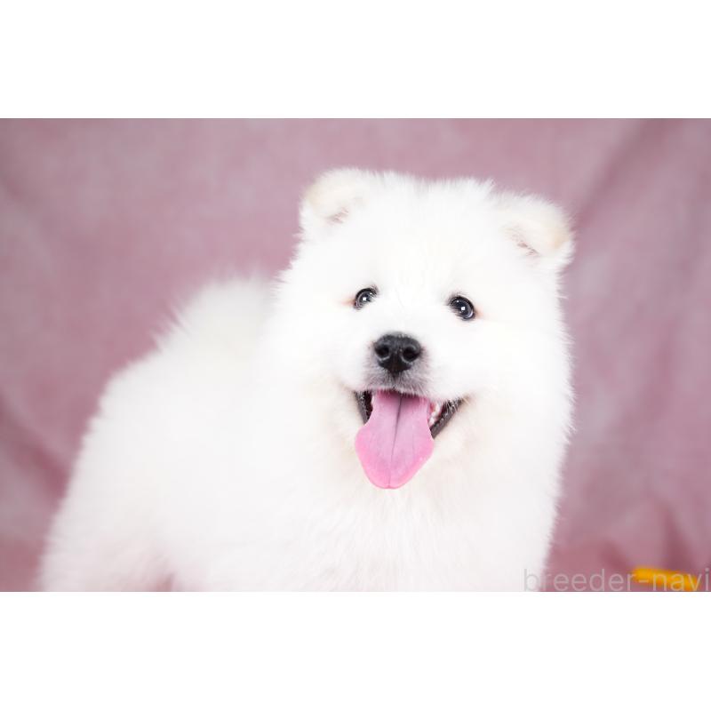 成約済の群馬県のサモエド-428643の4枚目