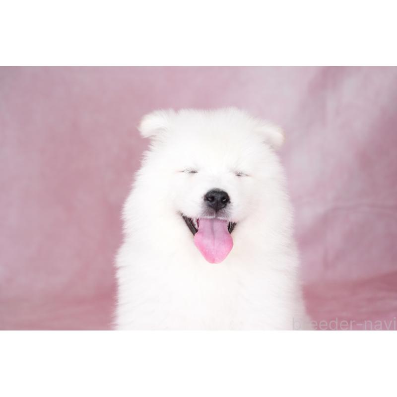 成約済の群馬県のサモエド-428643の3枚目