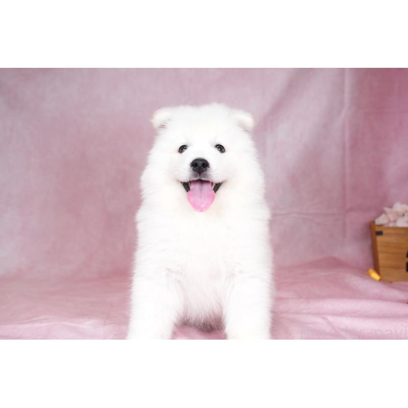 成約済の群馬県のサモエド-428643の2枚目