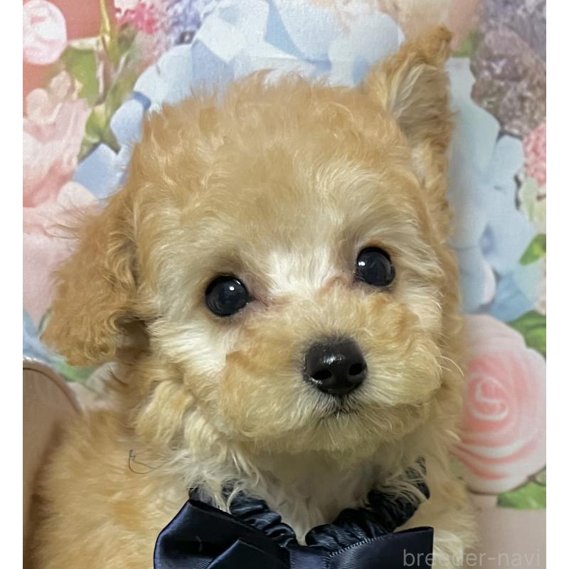 販売中の岡山県のタイニープードル-431001の8枚目