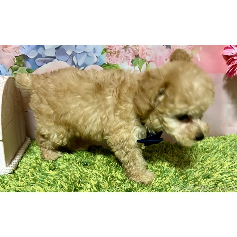 販売中の岡山県のタイニープードル-431001の6枚目