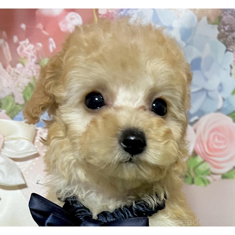 販売中の岡山県のタイニープードル-431001の5枚目