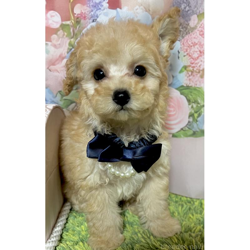 販売中の岡山県のタイニープードル-431001の3枚目