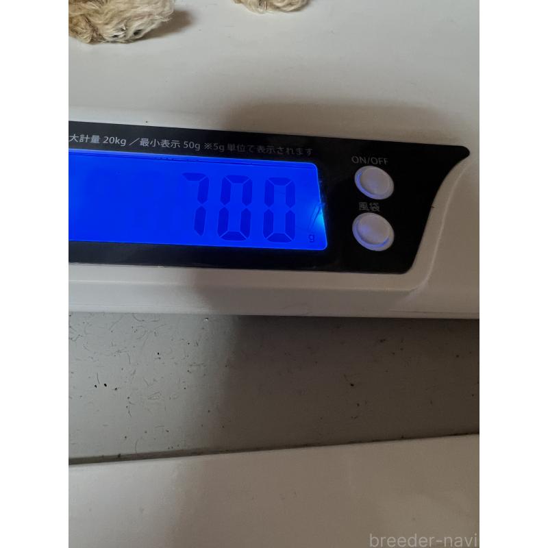 販売中の岡山県のタイニープードル-431001の2枚目