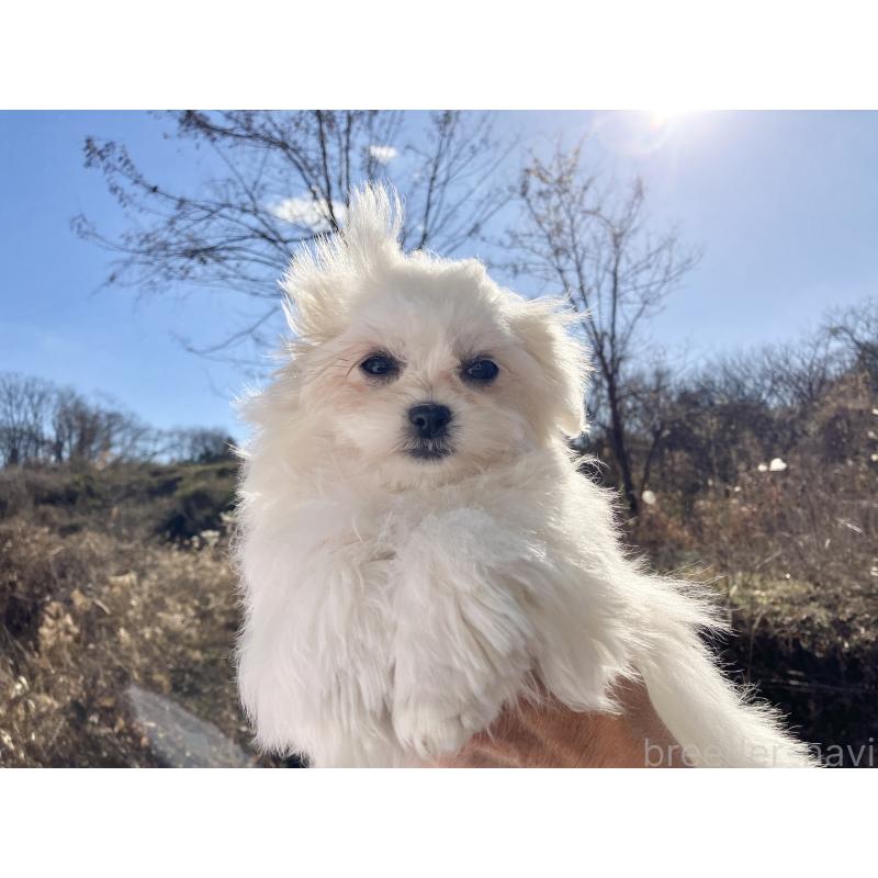 販売中の福島県のマルシーズー:マルチーズ×シーズー-431002の6枚目