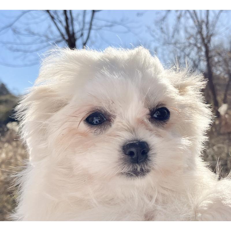 販売中の福島県のマルシーズー:マルチーズ×シーズー-431002の5枚目