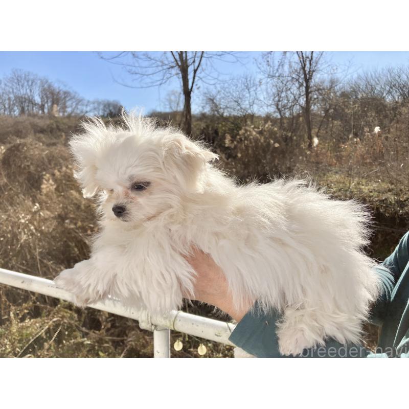 販売中の福島県のマルシーズー:マルチーズ×シーズー-431002の4枚目