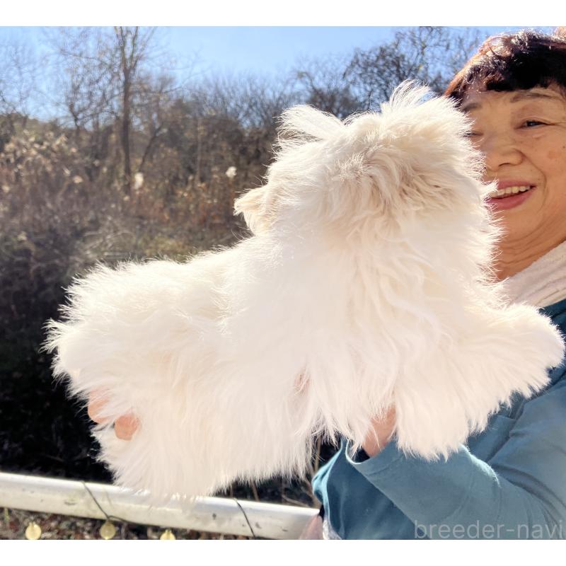 販売中の福島県のマルシーズー:マルチーズ×シーズー-431002の3枚目