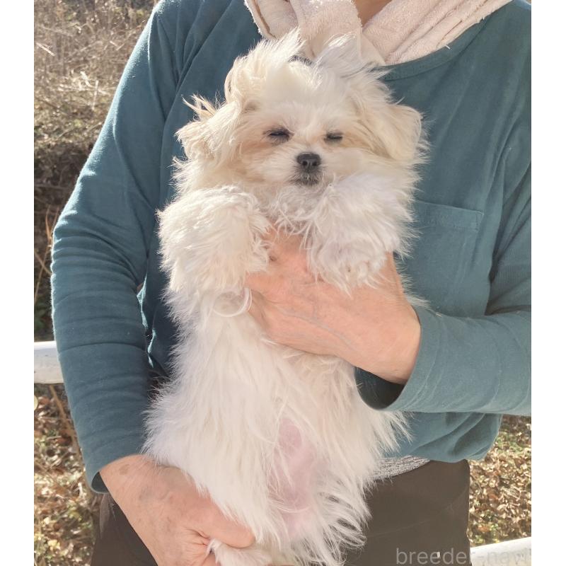 販売中の福島県のマルシーズー:マルチーズ×シーズー-431002の2枚目