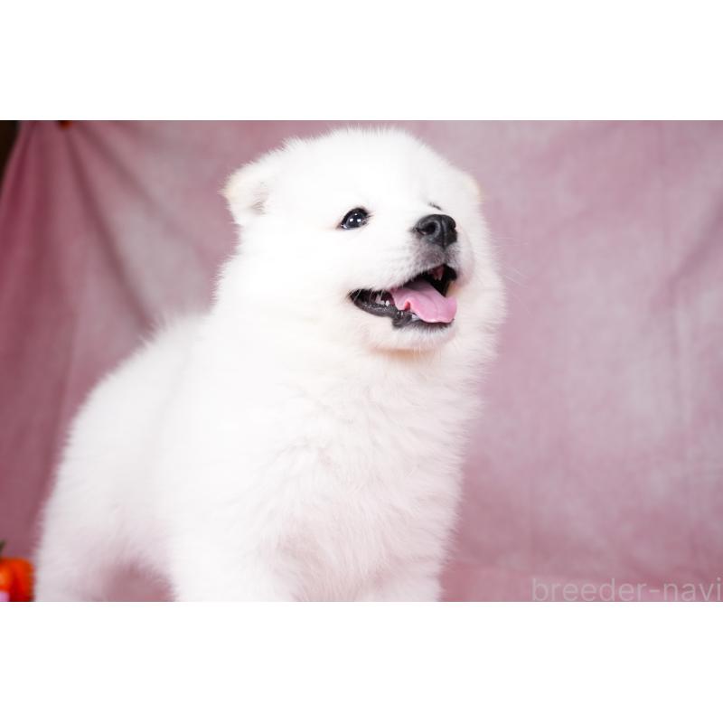 成約済の群馬県のサモエド-424057の10枚目