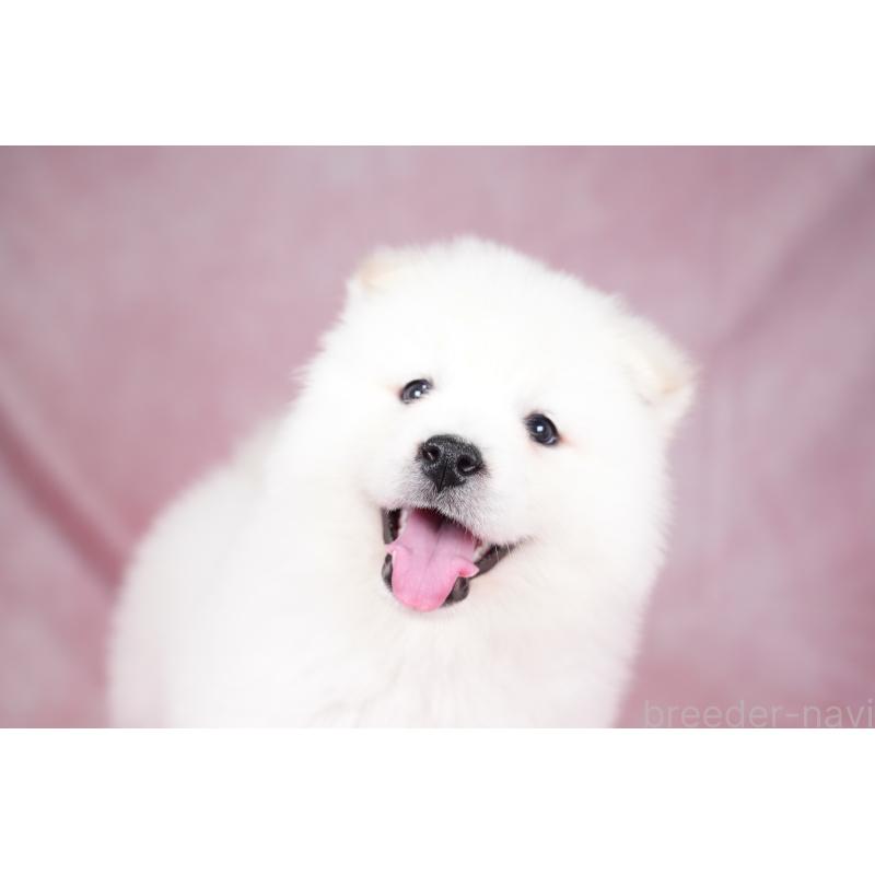 成約済の群馬県のサモエド-424057の9枚目