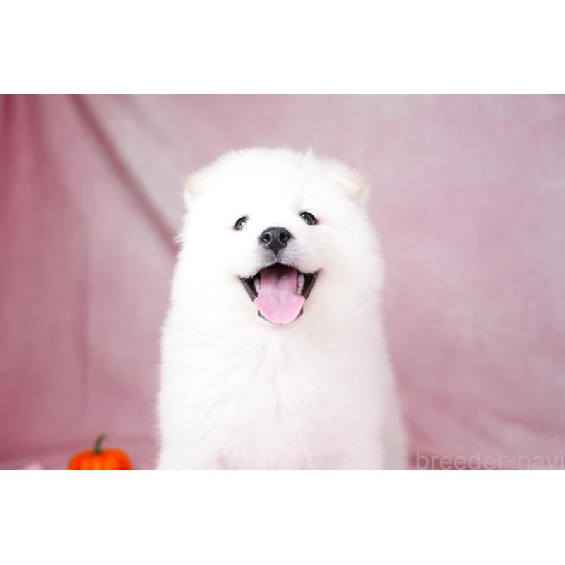 成約済の群馬県のサモエド-424057の8枚目