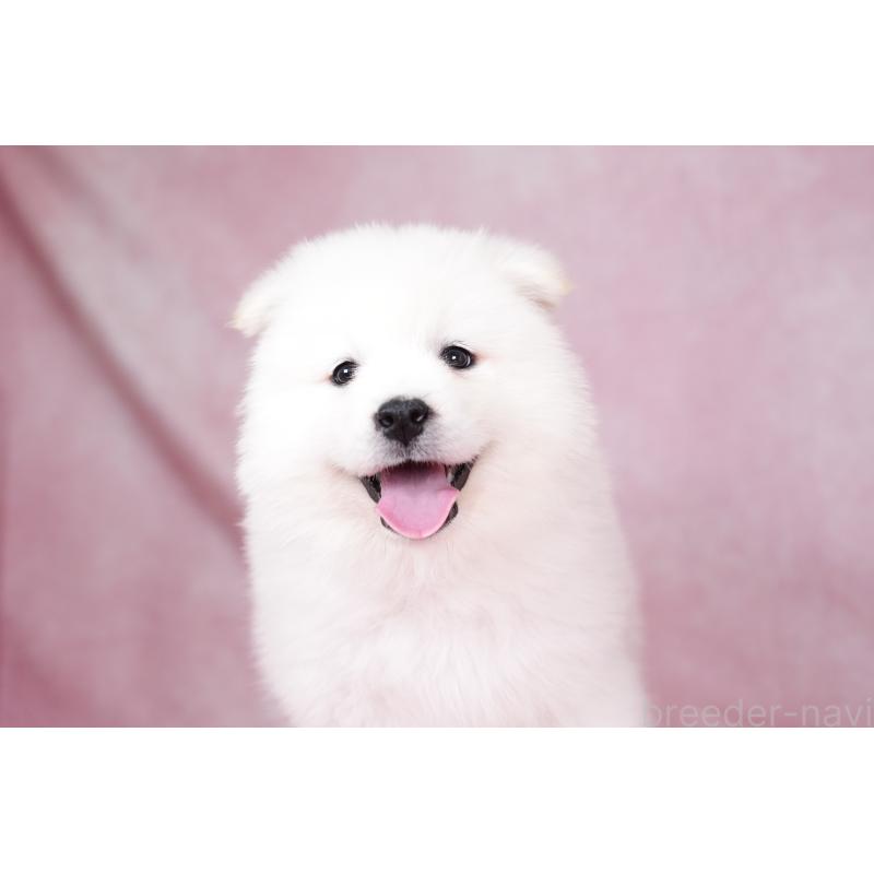 成約済の群馬県のサモエド-424057の7枚目