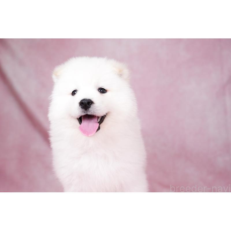 成約済の群馬県のサモエド-424057の6枚目