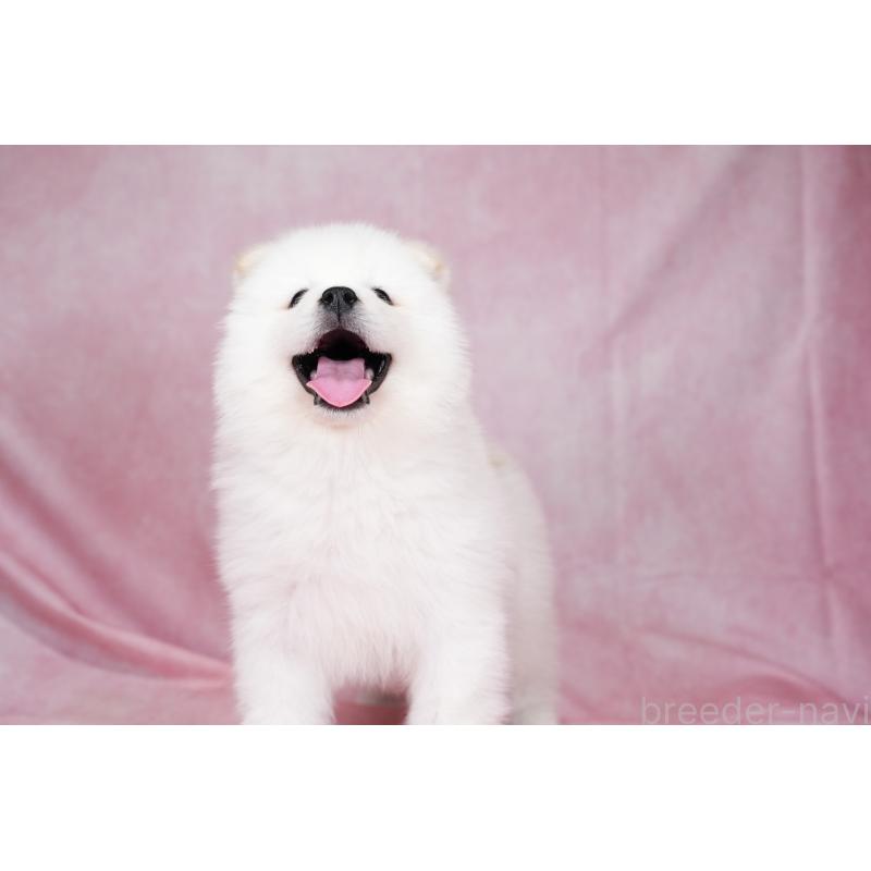 成約済の群馬県のサモエド-424057の4枚目