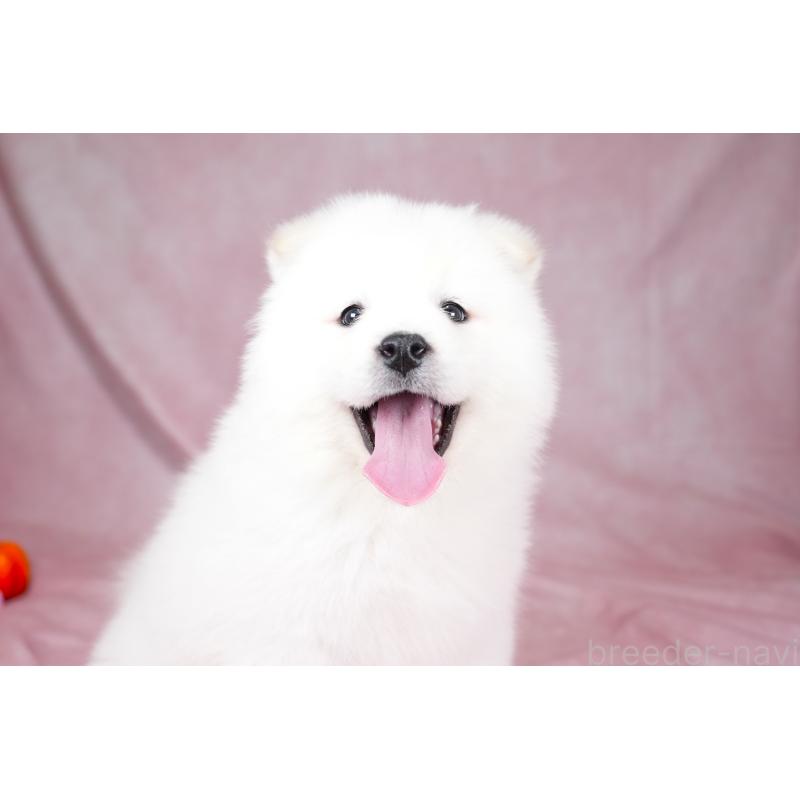 成約済の群馬県のサモエド-424057の3枚目