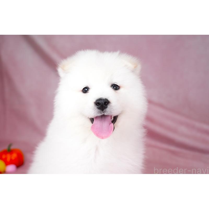 成約済の群馬県のサモエド-424057の2枚目