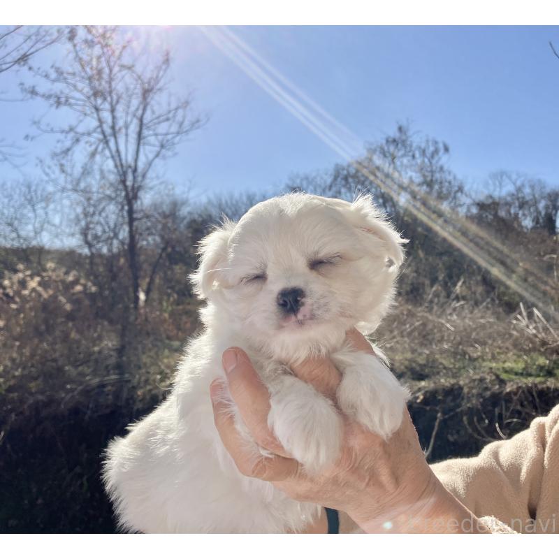 販売中の福島県のミックス犬-431003の6枚目