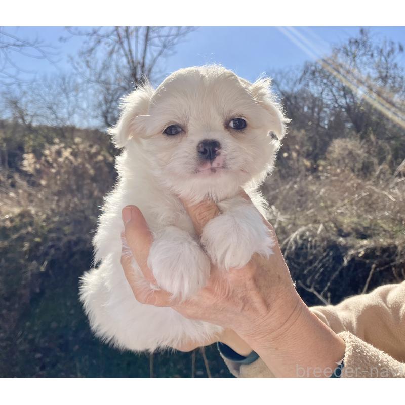 販売中の福島県のミックス犬-431003の5枚目