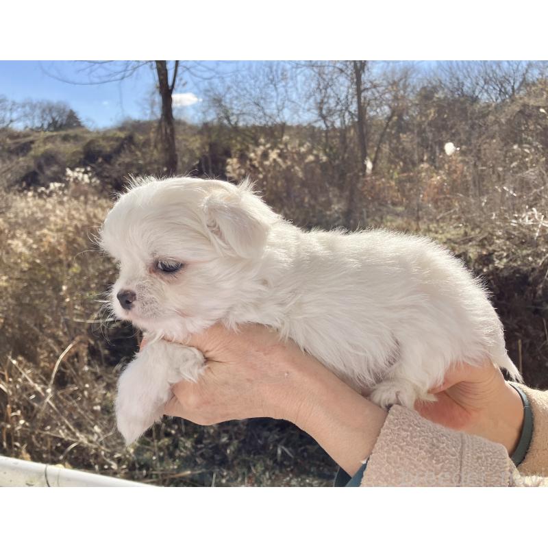 販売中の福島県のミックス犬-431003の4枚目