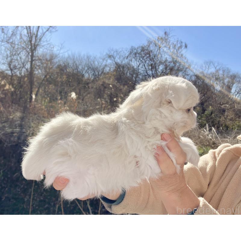 販売中の福島県のミックス犬-431003の3枚目