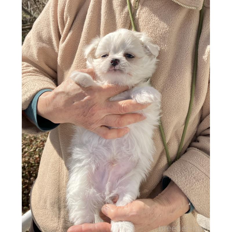 販売中の福島県のミックス犬-431003の2枚目