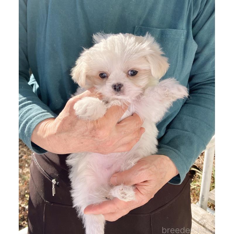 販売中の福島県のミックス犬-431004の6枚目