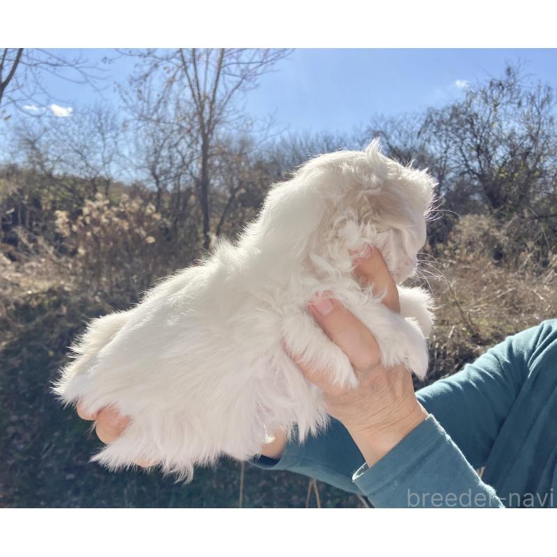 販売中の福島県のミックス犬-431004の5枚目