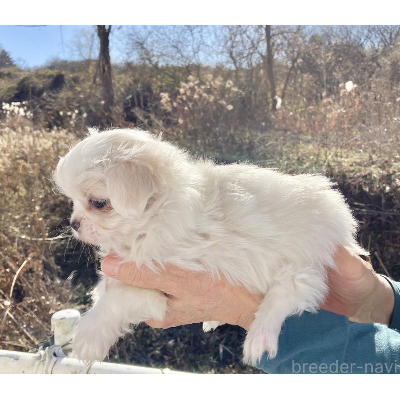 販売中の福島県のミックス犬-431004の4枚目