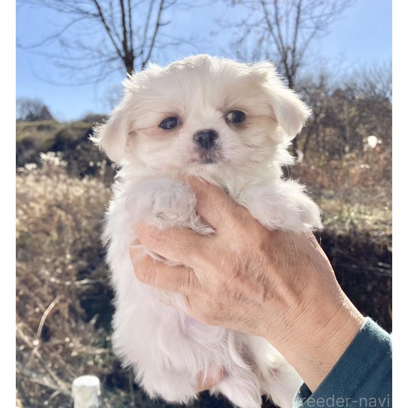 販売中の福島県のミックス犬-431004の3枚目