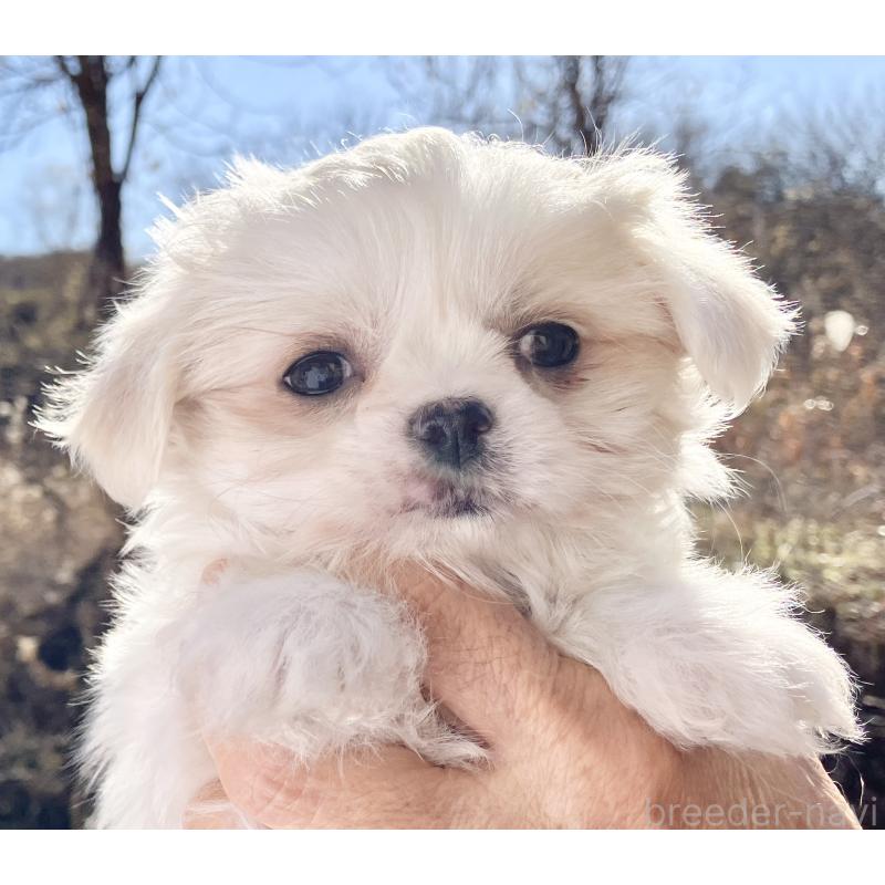 販売中の福島県のミックス犬-431004の2枚目